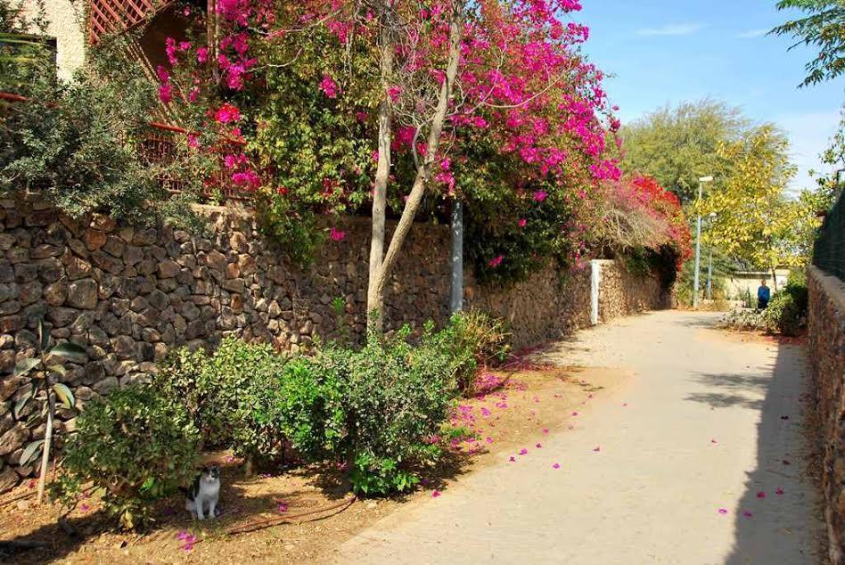 Lesanel - Guest House อารัด ภายนอก รูปภาพ